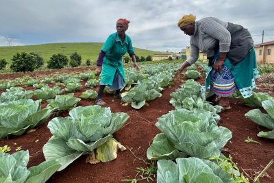 Mfundo Macanda : Développer une agriculture intelligente face au climat 